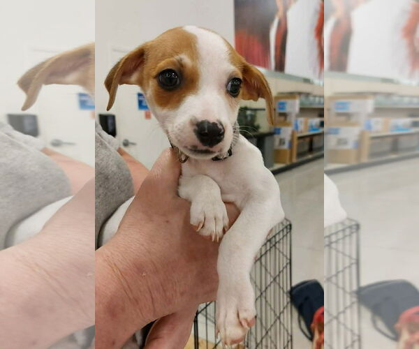 Medium Photo #2 Italian Greyhound-Unknown Mix Puppy For Sale in Sanford, FL, USA