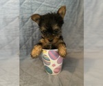 Puppy Petie Yorkshire Terrier