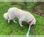 Small #8 Great Pyrenees Mix