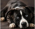 Small #1 American Staffordshire Terrier-Siberian Husky Mix