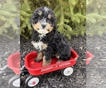 Small #2 Bernedoodle (Miniature)