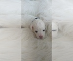 Small Photo #30 Bichon Frise Puppy For Sale in ORLANDO, FL, USA