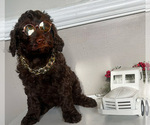 Small Photo #4 Labradoodle Puppy For Sale in VIRGINIA BEACH, VA, USA