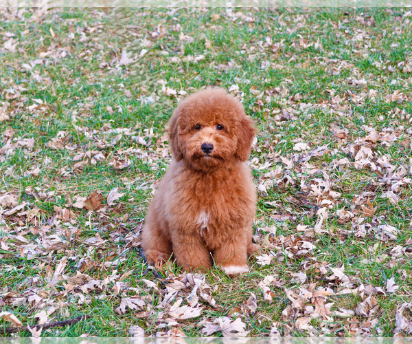 Medium Photo #23 Goldendoodle Puppy For Sale in SYRACUSE, IN, USA