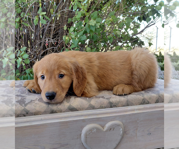 Medium Photo #1 Golden Retriever Puppy For Sale in PEYTON, CO, USA
