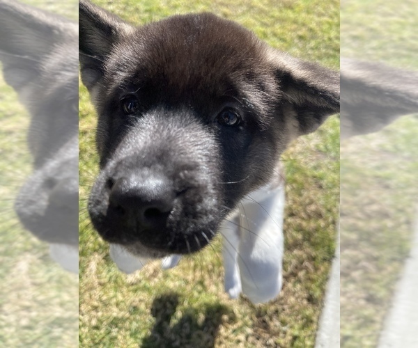 Medium Photo #1 Akita Puppy For Sale in FONTANA, CA, USA