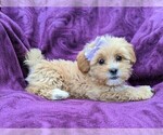 Small Photo #5 Lhasa-Poo Puppy For Sale in LINCOLN UNIV, PA, USA