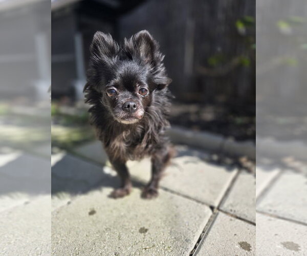 Medium Photo #1 Chihuahua Puppy For Sale in Pittsburg, CA, USA