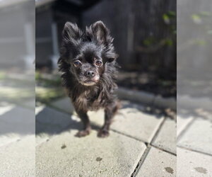 Chihuahua Dogs for adoption in Pittsburg, CA, USA