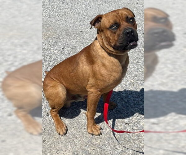 Medium Photo #1 Boxer-Mastiff Mix Puppy For Sale in Mountain View, AR, USA