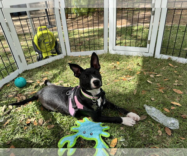 Medium Photo #2 Mutt Puppy For Sale in Sanford, FL, USA