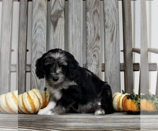 Medium Photo #2 Aussiedoodle Puppy For Sale in FREDERICKSBURG, OH, USA