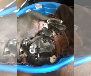 American Pit Bull Terrier Puppy for sale in BLMNGTON SPGS, TN, USA