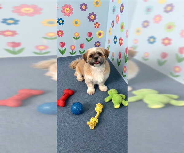 Medium Photo #1 Shih Tzu Puppy For Sale in Weston, FL, USA