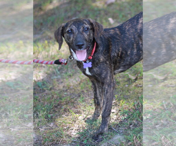 Medium Photo #4 Mountain Cur-Unknown Mix Puppy For Sale in Cookeville, TN, USA