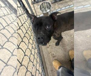 American Pit Bull Terrier-Labrador Retriever Mix Dogs for adoption in Calgary, Alberta, Canada