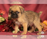 Small Photo #4 Brug Puppy For Sale in SAFFORD, AZ, USA