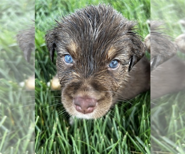 Medium Photo #10 Australian Shepherd Puppy For Sale in RICHMOND, KY, USA