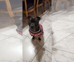 Small #1 Staffordshire Bull Terrier Mix