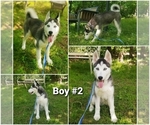 Small Photo #1 Siberian Husky Puppy For Sale in NEOSHO, MO, USA