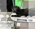 Small #2 Labrador Retriever Mix