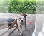 Small American Staffordshire Terrier Mix