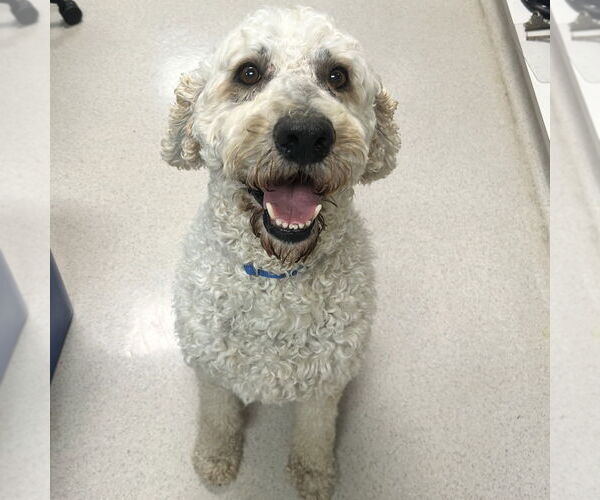 Medium Photo #2 Poodle (Standard) Puppy For Sale in Rohnert Park, CA, USA