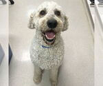 Small #1 Poodle (Standard)