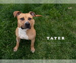 Small #2 American Bulldog Mix