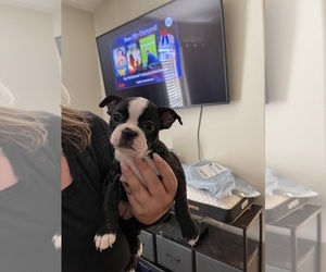 Boston Terrier Puppy for sale in SANTA CLARITA, CA, USA