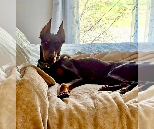 Medium Photo #3 Doberman Pinscher-Unknown Mix Puppy For Sale in Germantown, OH, USA