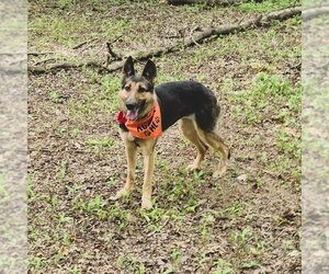 Klara - Female German Shepherd Dog Dog for Adoption - Photo #4