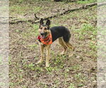 Small #3 German Shepherd Dog