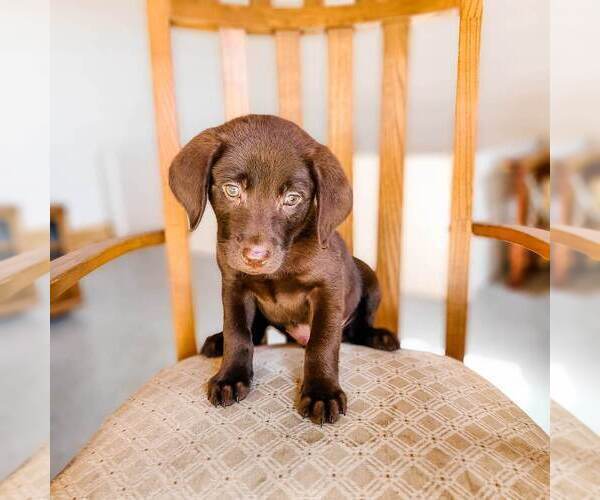 Medium Photo #3 Labrador Retriever Puppy For Sale in WAGENER, SC, USA