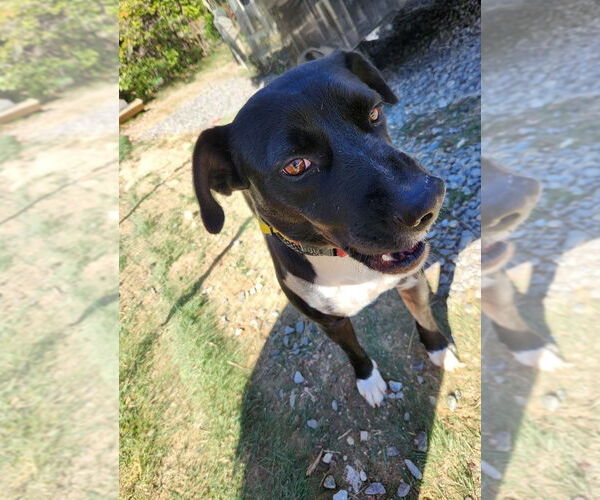 Medium Photo #1 Boxador Puppy For Sale in garner, NC, USA