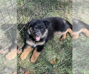 Australian Shepherd-German Shepherd Dog Mix Puppy for sale in BERRIEN SPRINGS, MI, USA