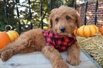 Small Photo #6 Goldendoodle Puppy For Sale in HONEY BROOK, PA, USA