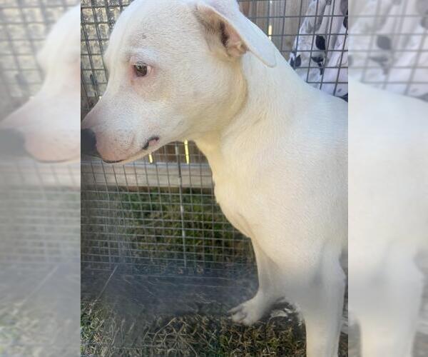 Medium Photo #1 Catahoula Leopard Dog-Unknown Mix Puppy For Sale in Rosenberg, TX, USA