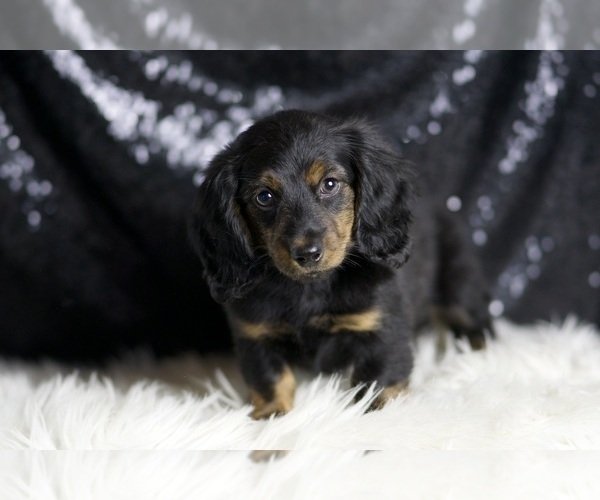 Medium Photo #101 Dachshund Puppy For Sale in WARSAW, IN, USA