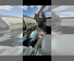 German Shepherd Dog Puppy for sale in BRIGHTON, CO, USA