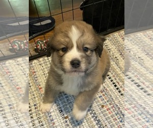 Siberian Husky-Unknown Mix Dogs for adoption in Holly Springs, NC, USA