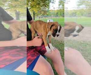 Boxer Puppy for sale in MIDDLEBURY, IN, USA