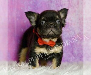 Medium French Bulldog