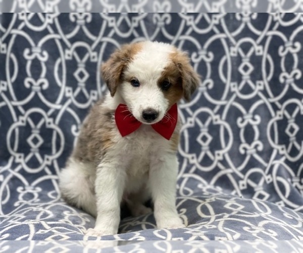 Medium Photo #5 Australian Shepherd Puppy For Sale in LAKELAND, FL, USA