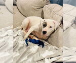 Small #11 American Bulldog Mix