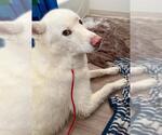 Small Siberian Husky