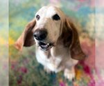 Small Photo #2 Basset Hound Puppy For Sale in Deepwater, NJ, USA