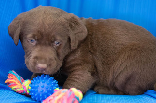 Labrador Retriever Puppy for sale in KENT, OH, USA