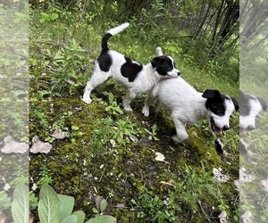 Australian Cattle Dog-Australian Labradoodle Mix Puppy for sale in TROY, MI, USA