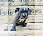 Small Photo #12 American Bully Puppy For Sale in MOTLEY, MN, USA